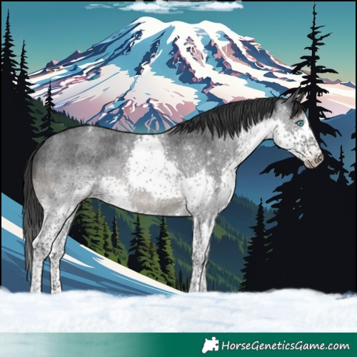 Horse Color:Blue Roan Splash Tobiano