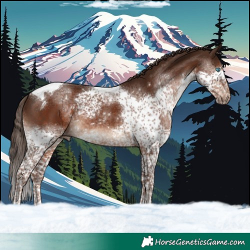 Horse Color:Liver Chestnut Splash Tobiano 