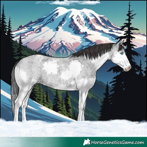 Horse Color:Blue Roan Splash Varnish