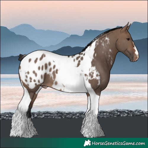 Horse Color:Brown Dun Tobiano Near Leopard