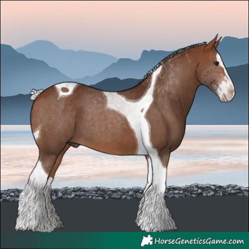 Horse Color:Silver Bay Splash Tobiano 