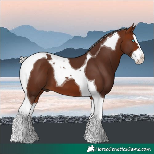 Horse Color:Silver Bay Splash Tobiano