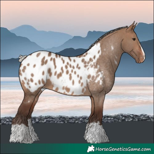 Horse Color:Silver Brown Dun Near Leopard 