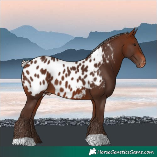 Horse Color:Silver Bay Near Leopard 