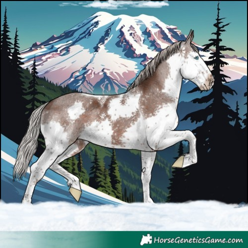 Horse Color:Silver Black Splash Tobiano 