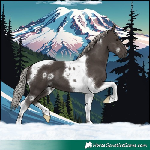 Horse Color:Silver Black Tobiano