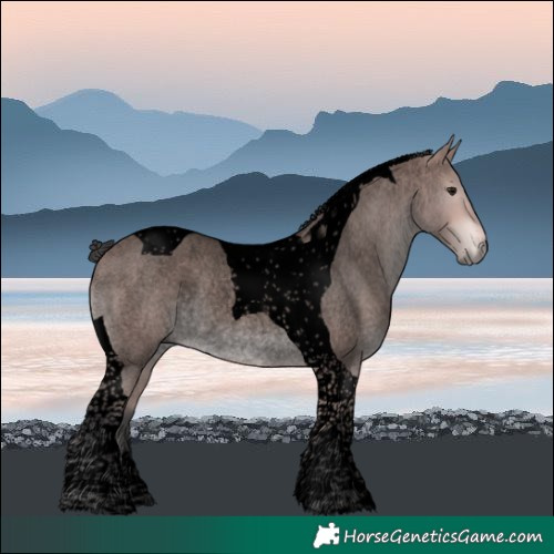 Horse Color:Void Platinum Bay Roan Tobiano Rabicano