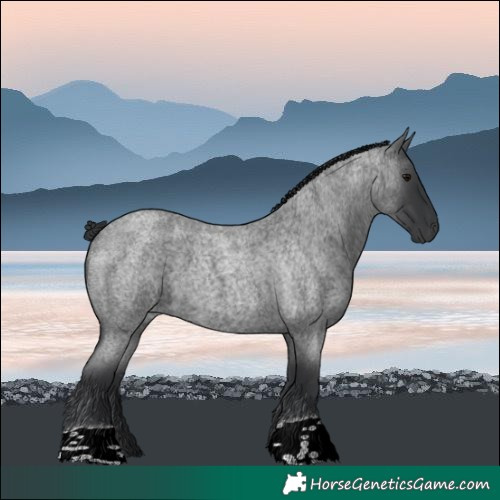Horse Color:Blue Roan