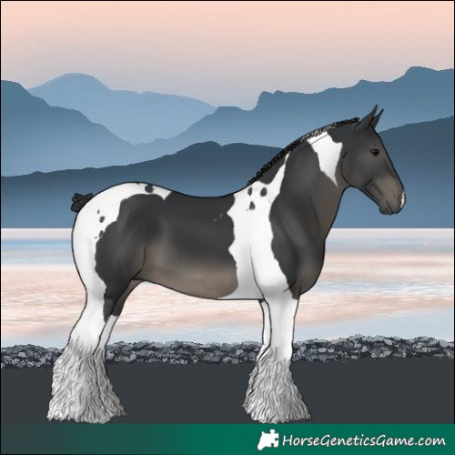Horse Color:Black Tobiano