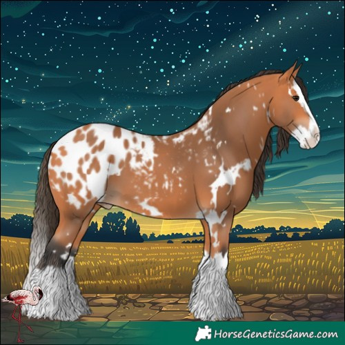 Horse Color:White Spotted Bay Splash Blanket