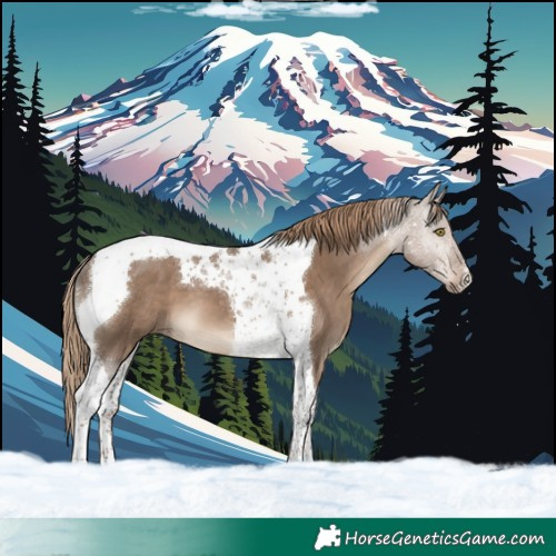 Horse Color:Liver Red Dun Tobiano