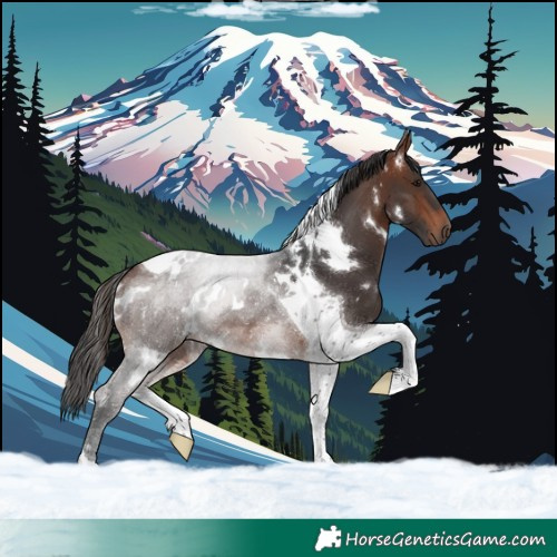 Horse Color:White Spotted Brown Tobiano
