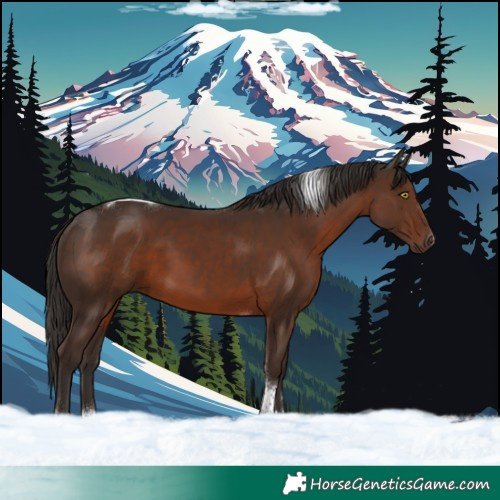 Horse Color:Liver Chestnut Tobiano 