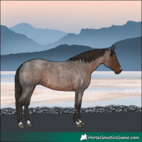 Horse Color:Liver Red Roan Rabicano 