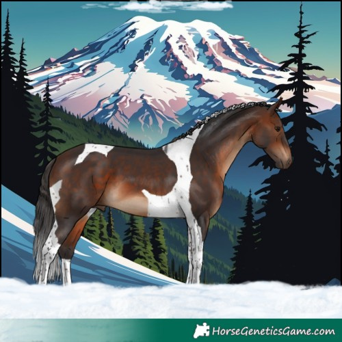 Horse Color:Brown Tobiano