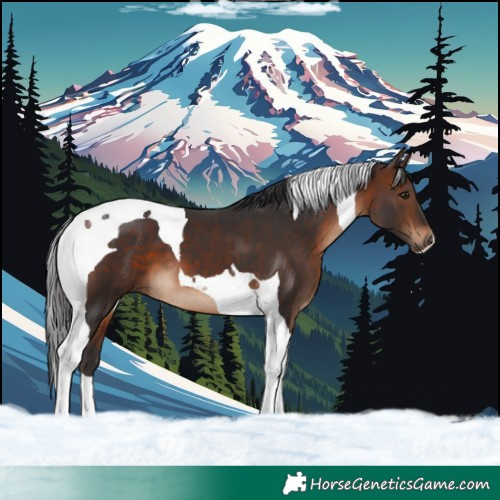 Horse Color:Brown Tobiano