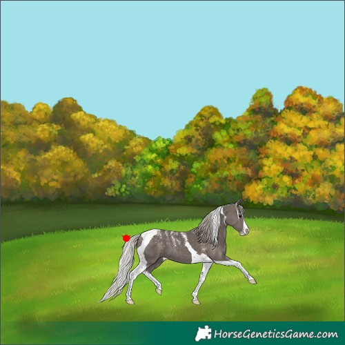 Horse Color:Powder White Silver Black Splash Tobiano