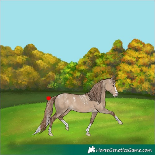 Horse Color:Powder White Liver Red Dun Splash 