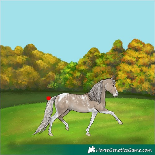 Horse Color:Powder White Silver Grullo Tobiano 