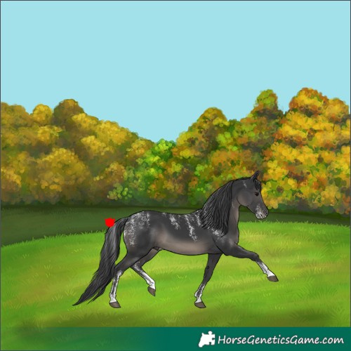 Horse Color:Powder White Black