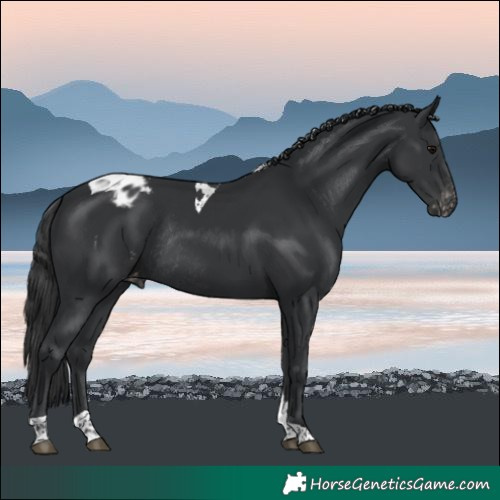 Horse Color:Black Tobiano Varnish Rabicano