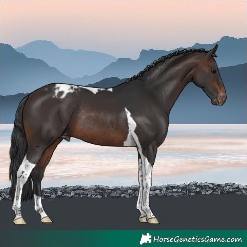 Horse Color:Brown Tobiano Varnish Rabicano 