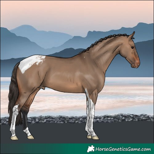 Horse Color:Brown Dun Tobiano Varnish 