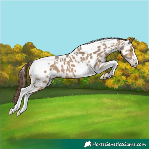Horse Color:White Spotted Bay Dun Splash Tobiano Near Leopard 