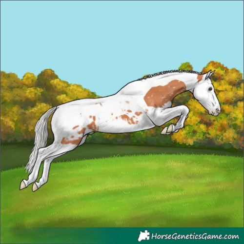 Horse Color:Silver Bay Splash Tobiano Blanket 
