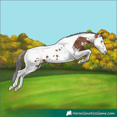 Horse Color:White Spotted Bay Splash Tobiano Blanket