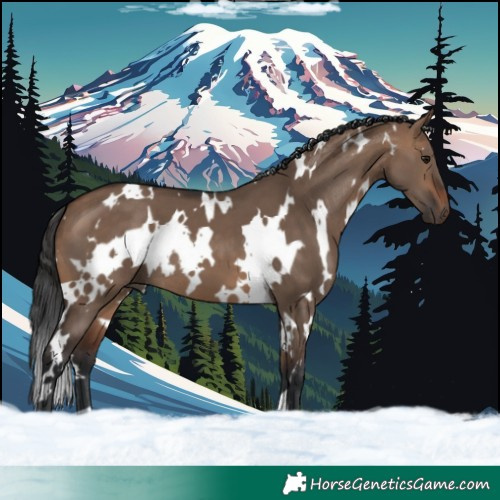 Horse Color:White Spotted Brown Dun