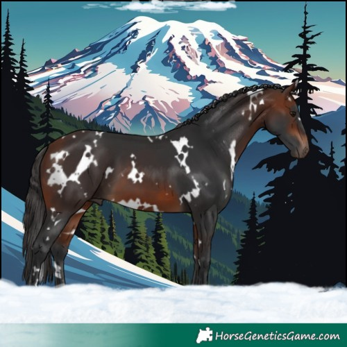 Horse Color:White Spotted Bay 