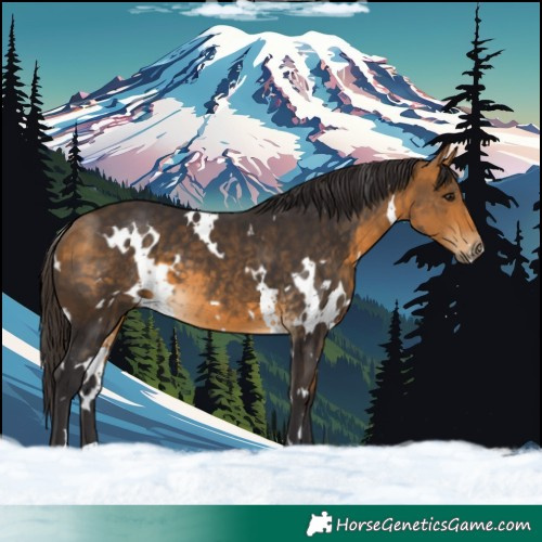 Horse Color:White Spotted Buckskin