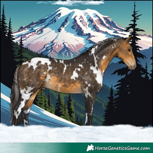 Horse Color:White Spotted Buckskin 