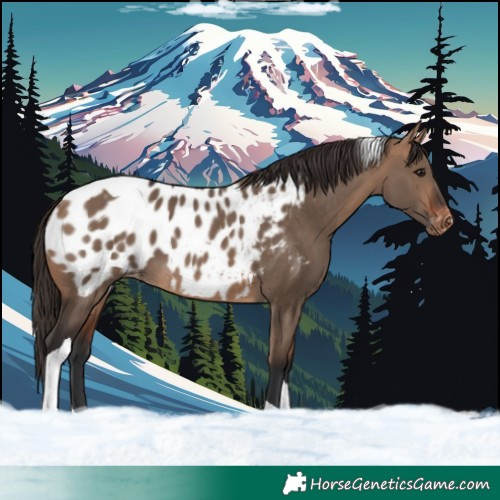 Horse Color:Bay Dun Tobiano Blanket 