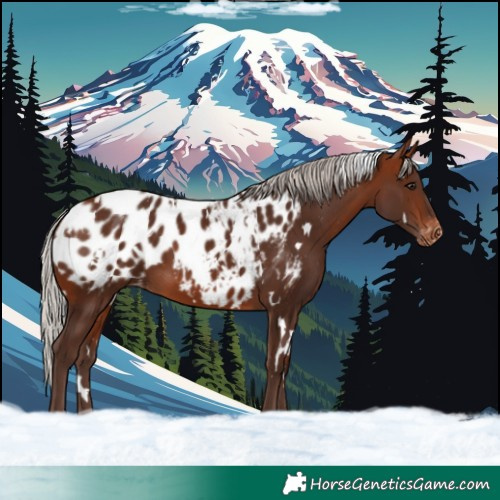 Horse Color:White Spotted Silver Bay Blanket 
