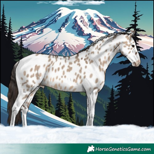 Horse Color:Brown Dun Tobiano Near Leopard 