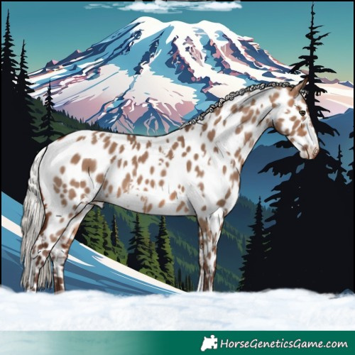 Horse Color:White Spotted Silver Bay Dun Near Leopard 