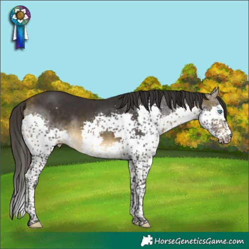 Horse Color:Buckskin Splash Tobiano Rabicano
