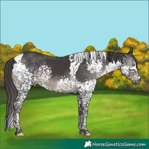 Horse Color:Smoky Black Splash Tobiano Rabicano