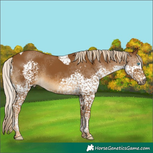 Horse Color:Chocolate Palomino Splash Tobiano Rabicano