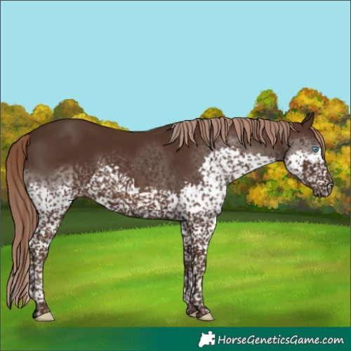 Horse Color:Liver Chestnut Splash Tobiano Rabicano