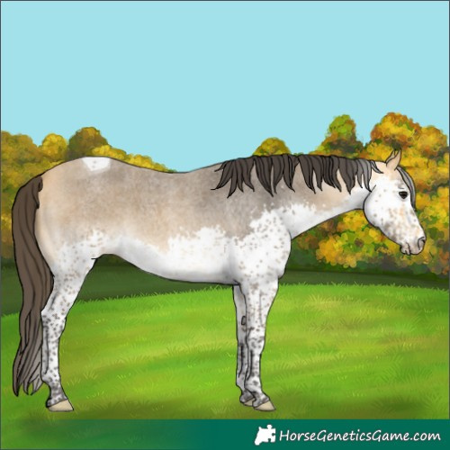 Horse Color:Buckskin Roan Splash Tobiano 