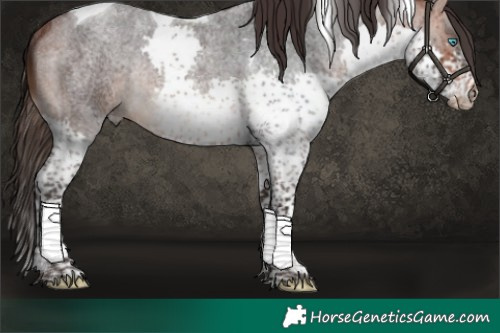 Horse Color:Bay Roan Splash Tobiano Rabicano