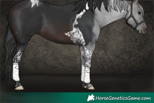 Horse Color:Brown Tobiano 