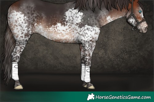 Horse Color:Brown Splash Tobiano Rabicano 