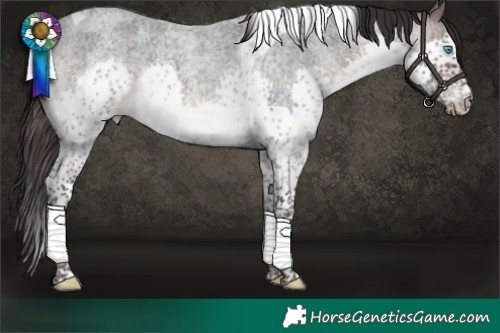 Horse Color:Brown Roan Splash Tobiano Rabicano 