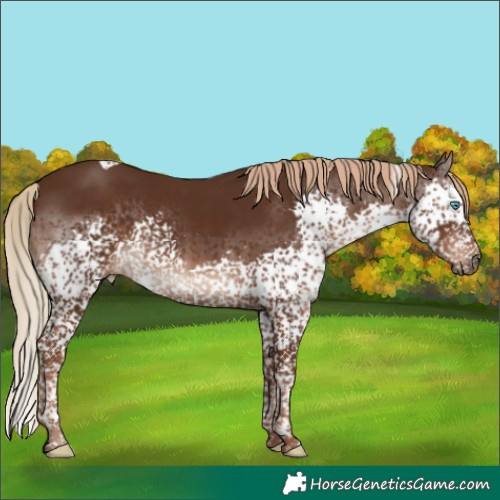 Horse Color:Liver Chestnut Splash Tobiano Rabicano