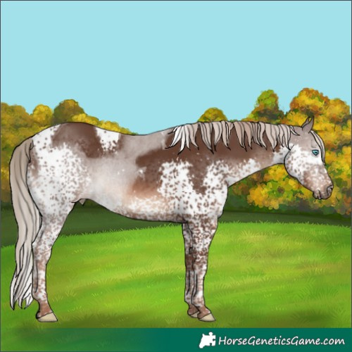 Horse Color:Liver Chestnut Splash Tobiano Rabicano