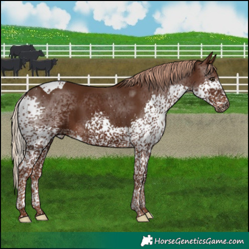 Horse Color:Liver Chestnut Splash Tobiano Rabicano